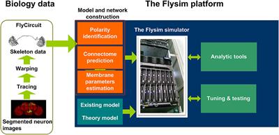 A Single-Cell Level and Connectome-Derived Computational Model of the Drosophila Brain